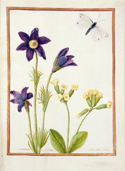 Anemone Pulsatilla, Primula Veris and a Cabbage White Butterfly, c.1750 by French School